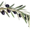 The Power of Olive Leaf Extract: Unlocking Its Surprising Benefits