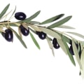 The Amazing Benefits of Olive Leaf for Brain Health