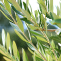 The Incredible Benefits of Olive Leaf Extract