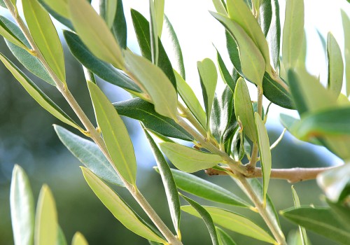 The Power of Olive Leaf Extract: Benefits for Heart Health, Weight Loss, and More