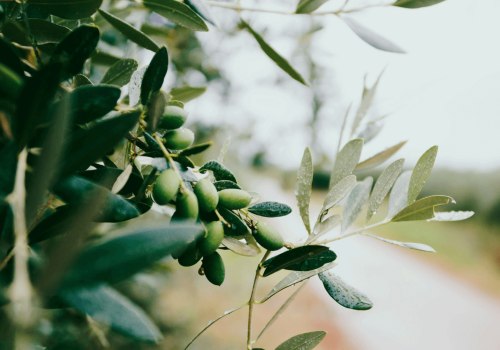 The Surprising Benefits of Olive Leaf Extract on Sleep