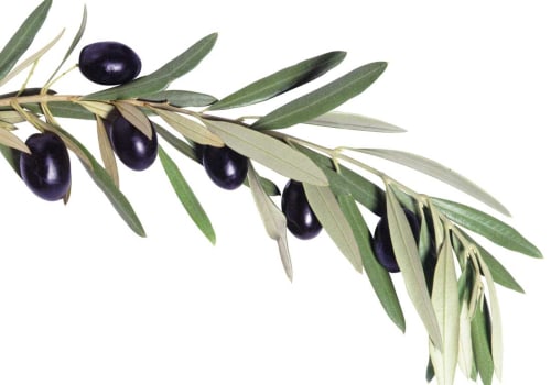 The Power of Olive Leaf Extract: Unlocking Its Surprising Benefits