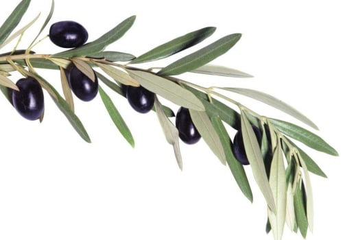 The Amazing Benefits of Olive Leaf for Brain Health