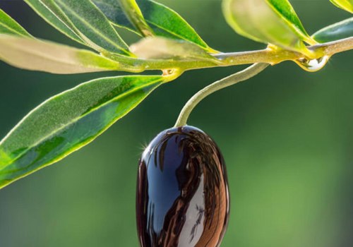 The Power of Olive Leaf Extract: Lowering Blood Pressure and More